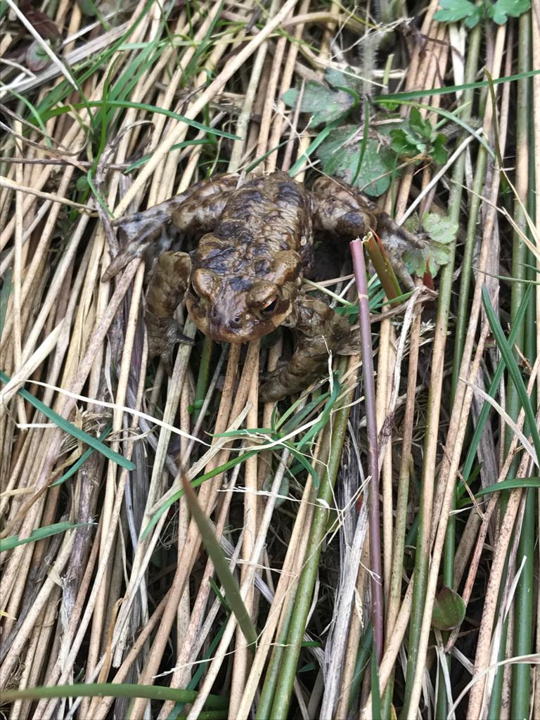 We seen a frog and some tadpoles!